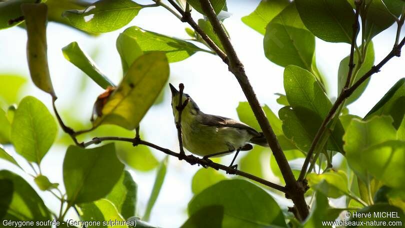 Golden-bellied Gerygone