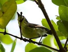 Golden-bellied Gerygone