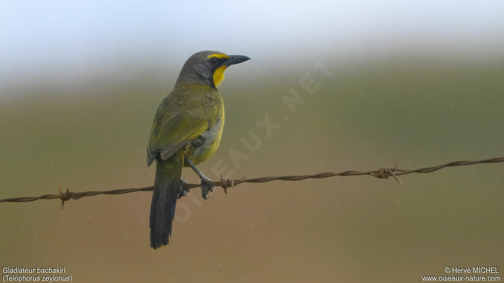 Gladiateur bacbakiri