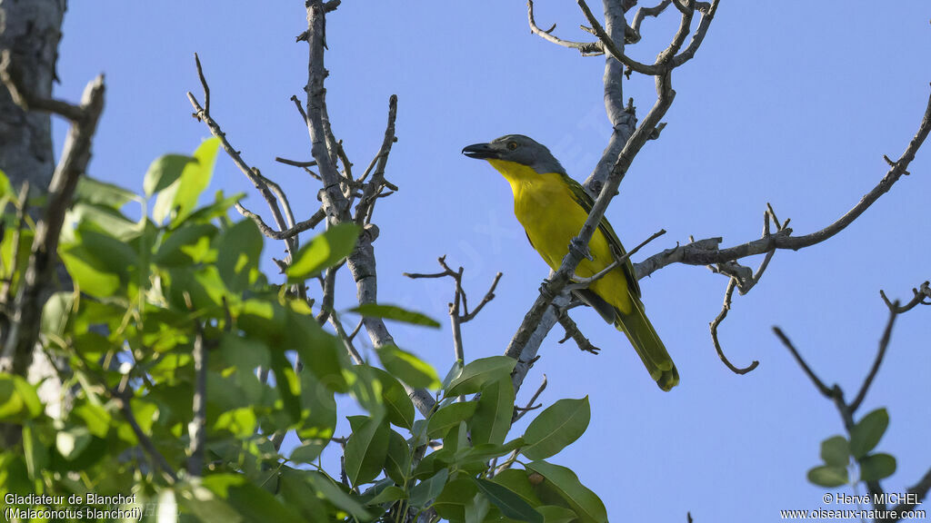 Grey-headed Bushshrike