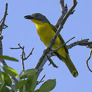 Grey-headed Bushshrike