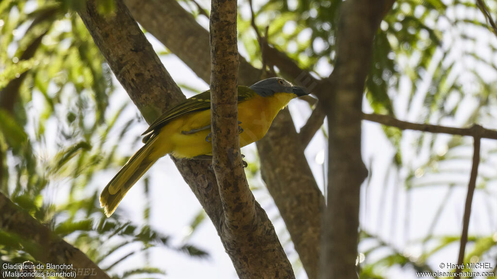 Grey-headed Bushshrike