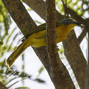 Grey-headed Bushshrike