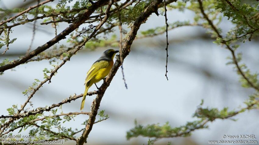 Orange-breasted Bushshrike