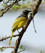 Orange-breasted Bushshrike