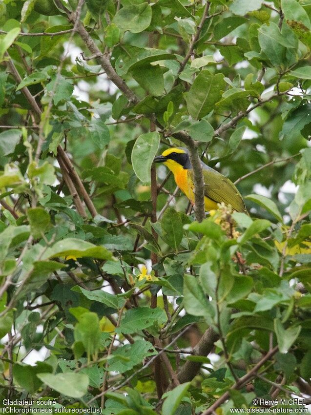 Orange-breasted Bushshrikeadult