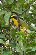 Orange-breasted Bushshrike