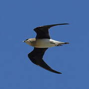 Black-winged Pratincole