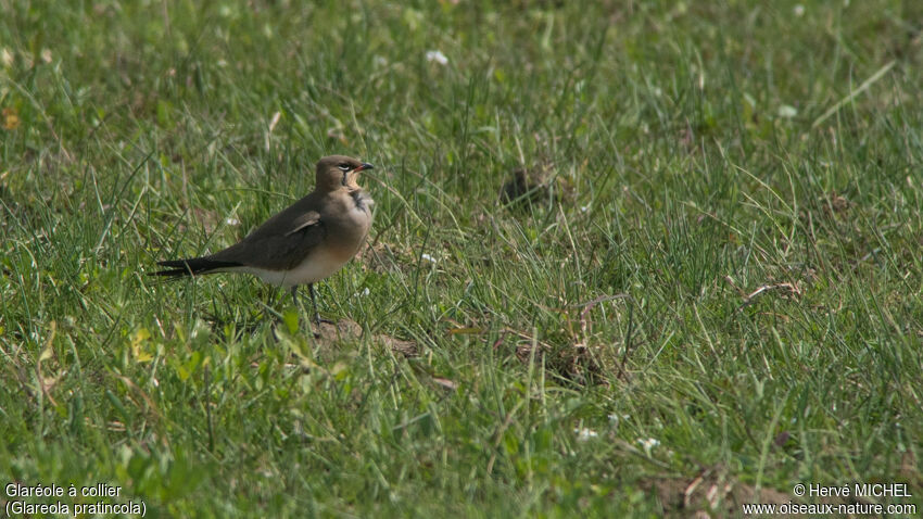 Collared Pratincoleadult breeding