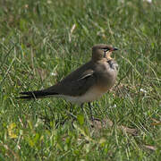 Collared Pratincole