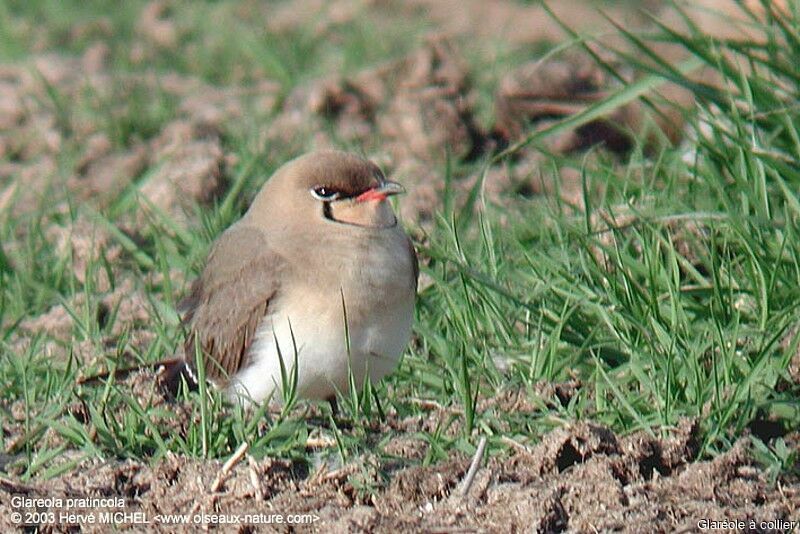 Collared Pratincoleadult breeding