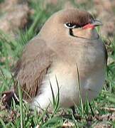 Collared Pratincole