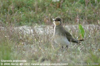 Collared Pratincoleadult breeding