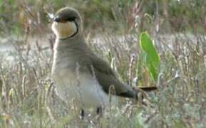 Collared Pratincole