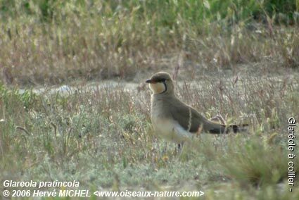 Collared Pratincoleadult breeding