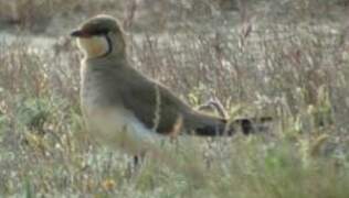 Collared Pratincole