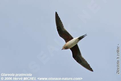 Collared Pratincoleadult breeding