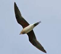 Collared Pratincole