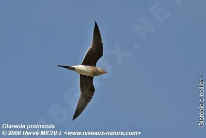 Collared Pratincoleadult breeding