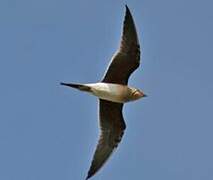 Collared Pratincole