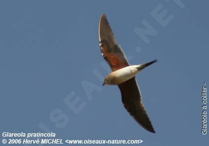 Collared Pratincoleadult breeding