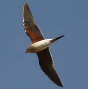 Collared Pratincole