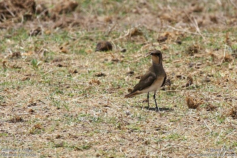 Collared Pratincoleadult