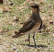 Collared Pratincole