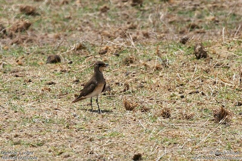 Collared Pratincoleadult