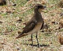 Collared Pratincole