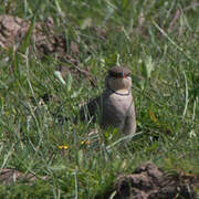 Collared Pratincole