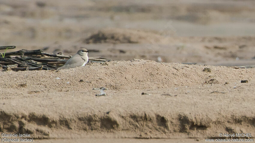 Small Pratincole