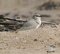 Small Pratincole