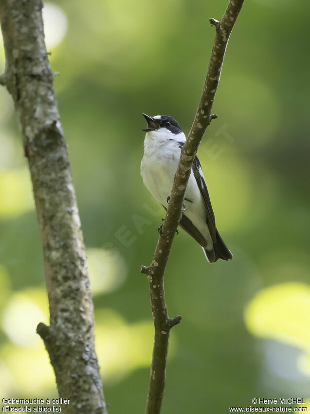 Collared Flycatcher male adult breeding