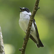 Collared Flycatcher