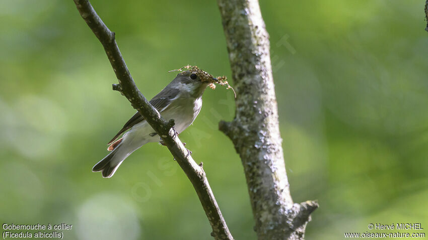 Collared Flycatcher female adult