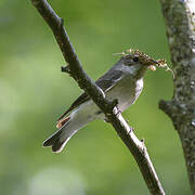 Collared Flycatcher