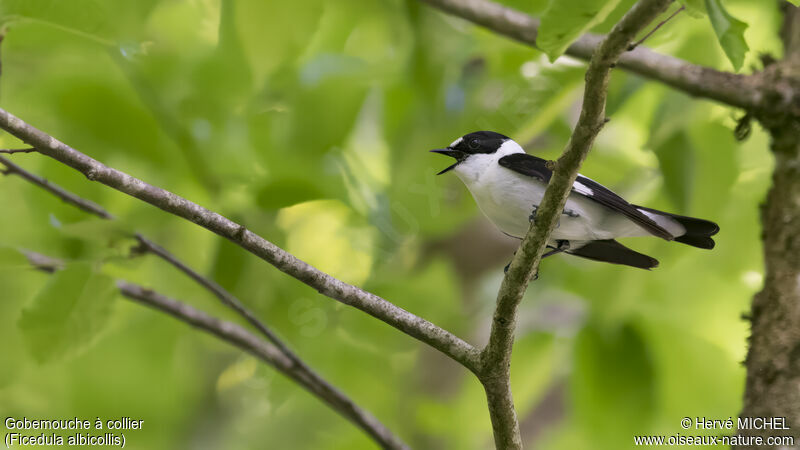 Collared Flycatcher male adult breeding