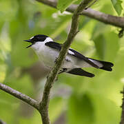 Collared Flycatcher