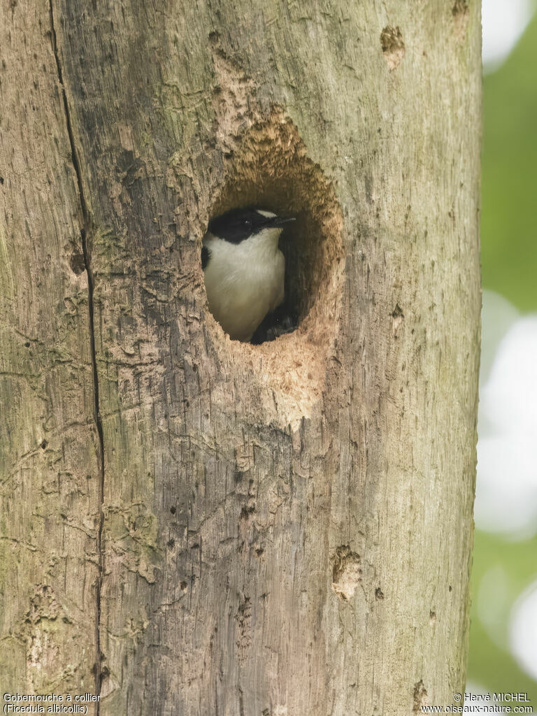 Collared Flycatcher