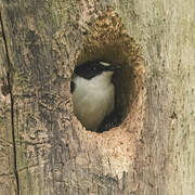 Collared Flycatcher