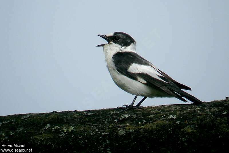 Collared Flycatcher male adult breeding, song