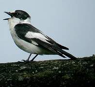 Collared Flycatcher