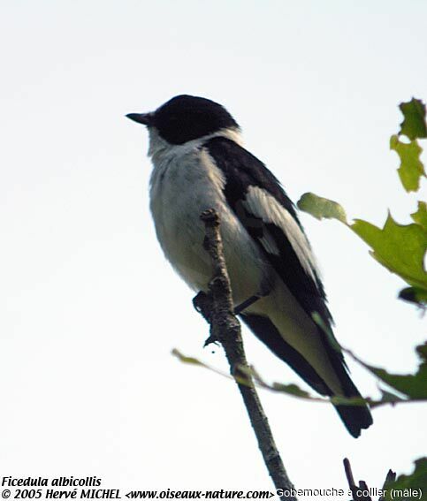 Collared Flycatcher