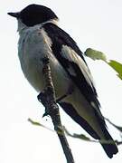 Collared Flycatcher