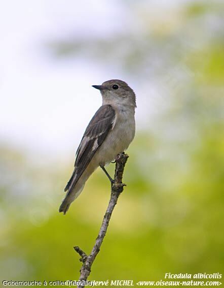 Collared Flycatcher