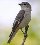 Collared Flycatcher