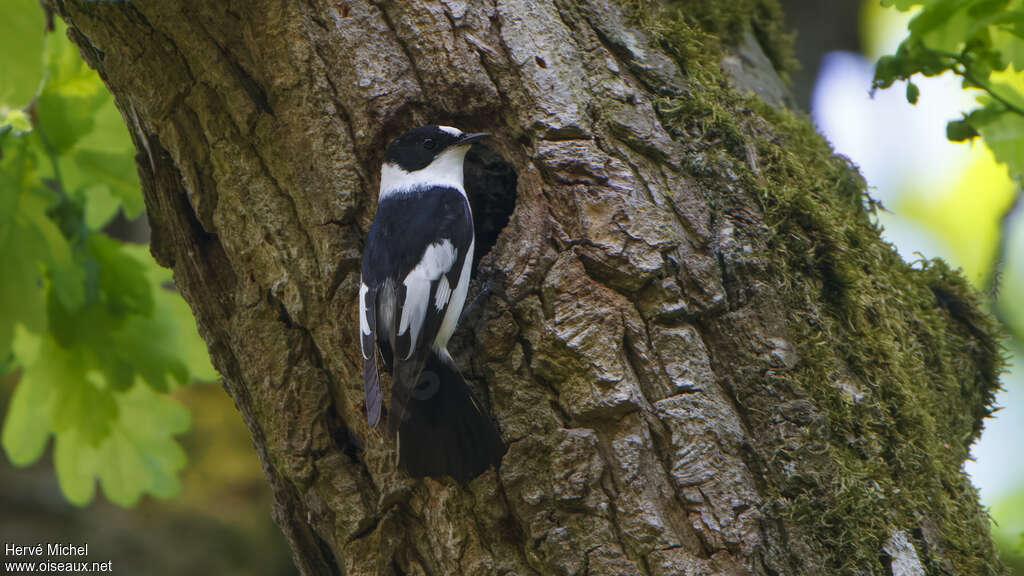 Collared Flycatcher male adult breeding, Reproduction-nesting