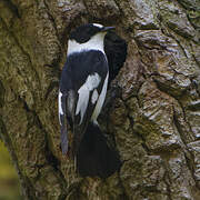 Collared Flycatcher