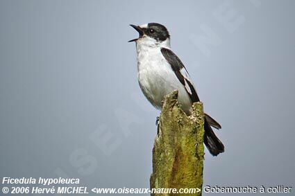 Collared Flycatcher male adult breeding